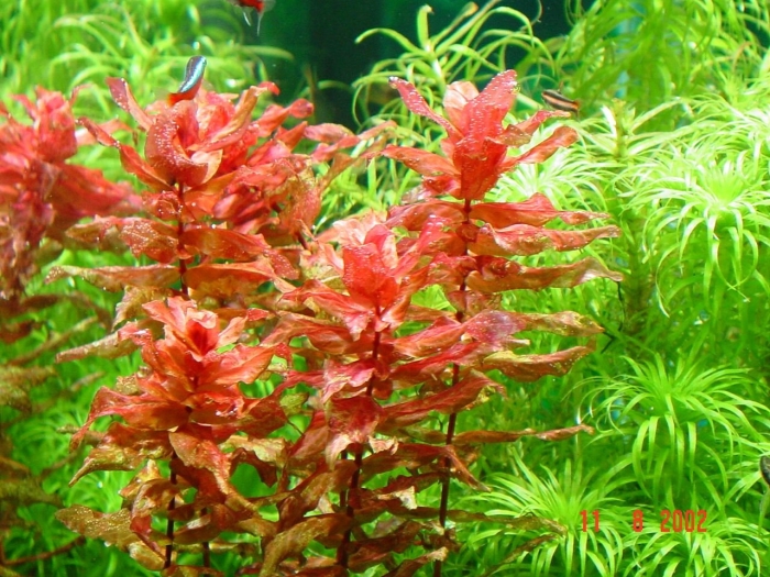 Ротала макрандра красная