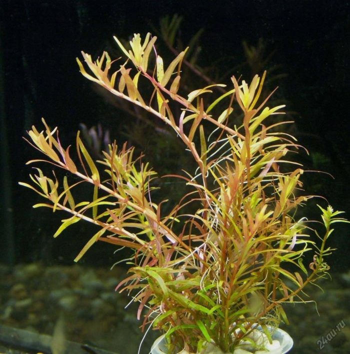 Людвигия палюстрис