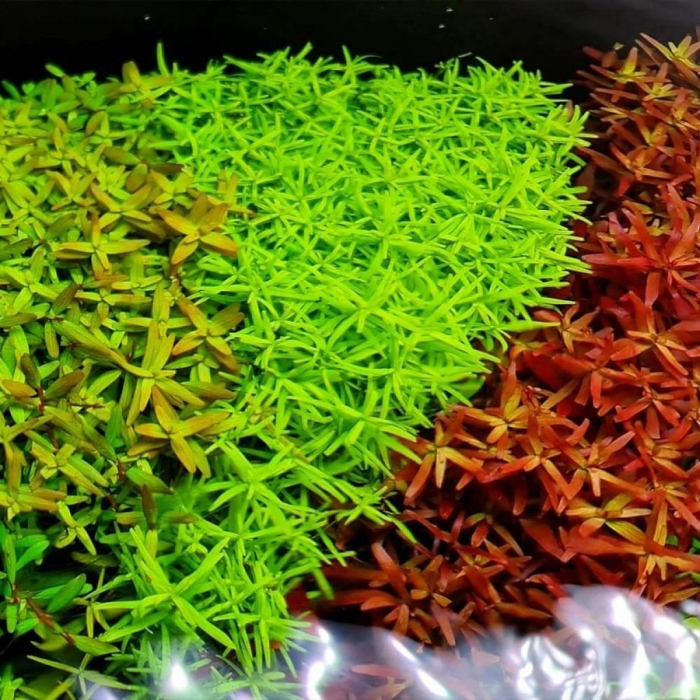 Ротала грин аквариумное растение