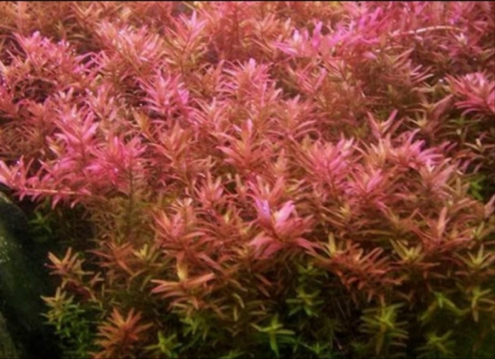 Ротала ротундифолия колората