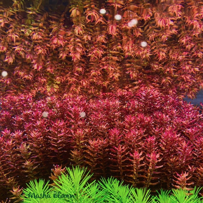 Аквариумное растение