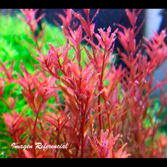 Ротала индика аквариумное растение