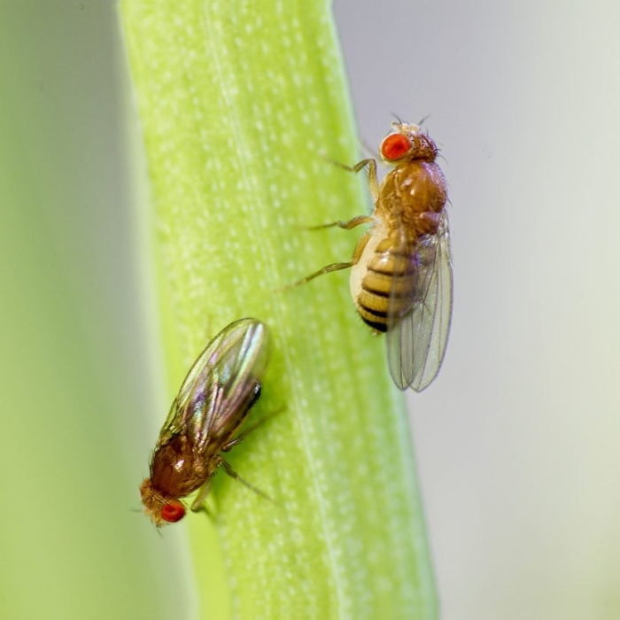 Плодовая мушка дрозофила