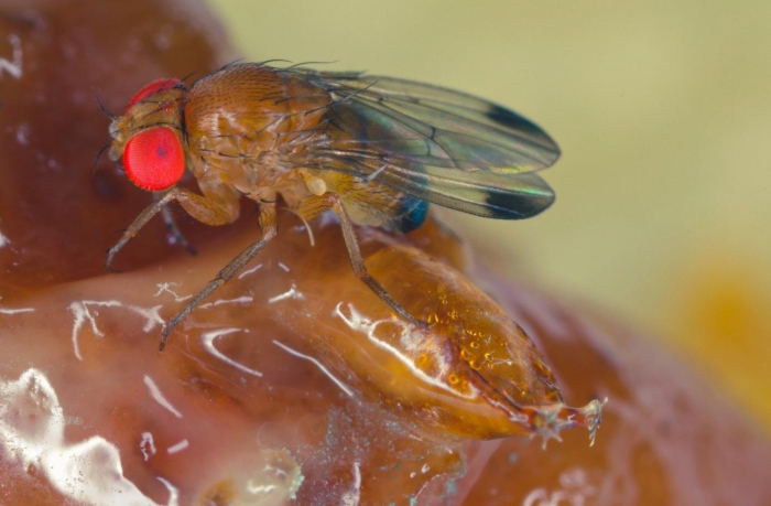 Муха дрозофил