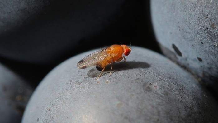 Личинки средиземноморской плодовой мухи