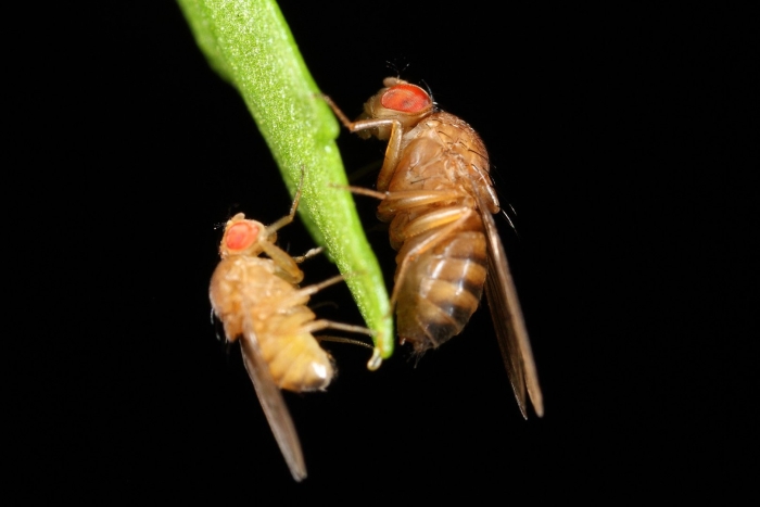 Дрозофила меланогастер