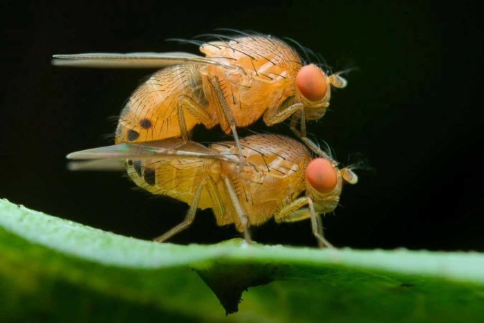 Плодовая мушка дрозофила