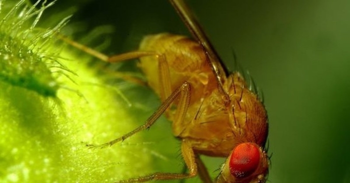 Фруктовая мушка дрозофила