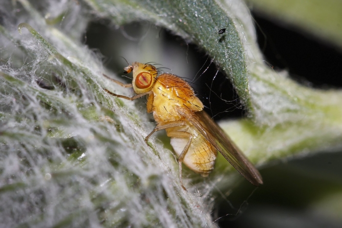 Желтая муха