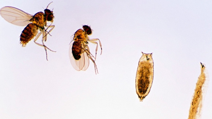 Личинка мушки дрозофилы