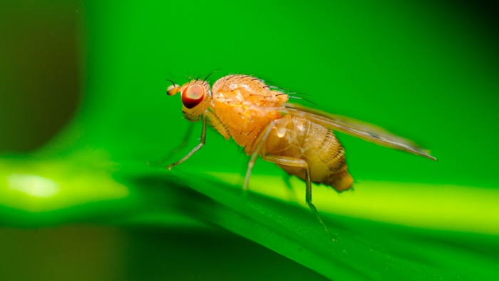 Плодовая мушка дрозофила