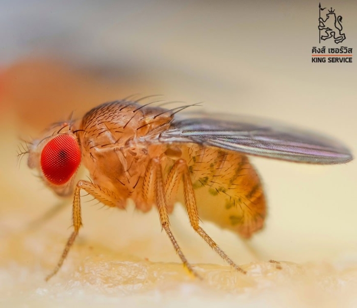 Мушка дрозофила меланогастер