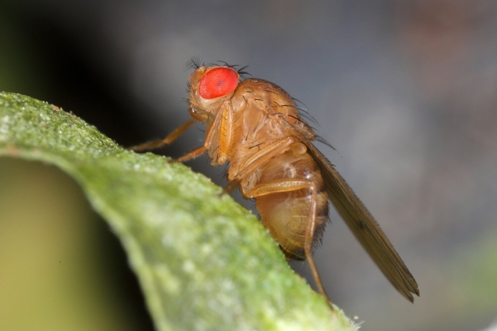 Мушки дрозофилы