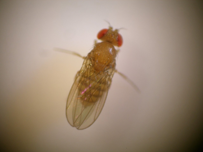 Дрозофила бескрылая