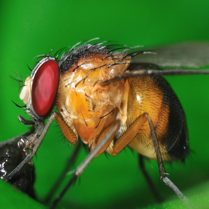 Мушка дрозофила