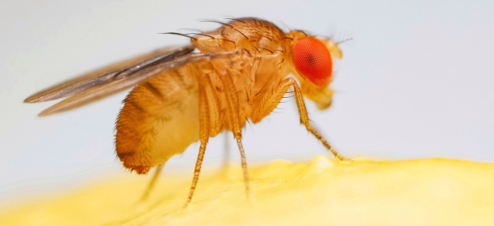 Плодовая мушка дрозофила