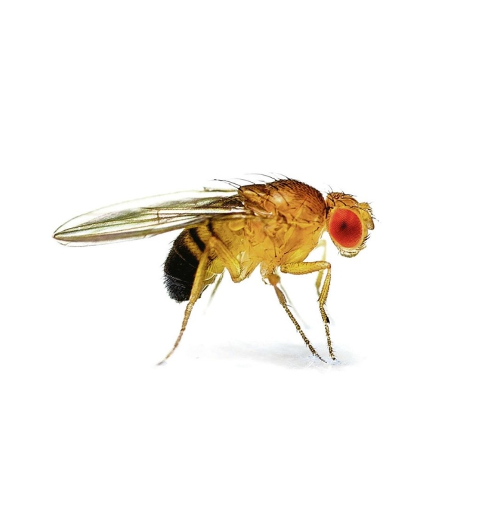 Drosophila melanogaster