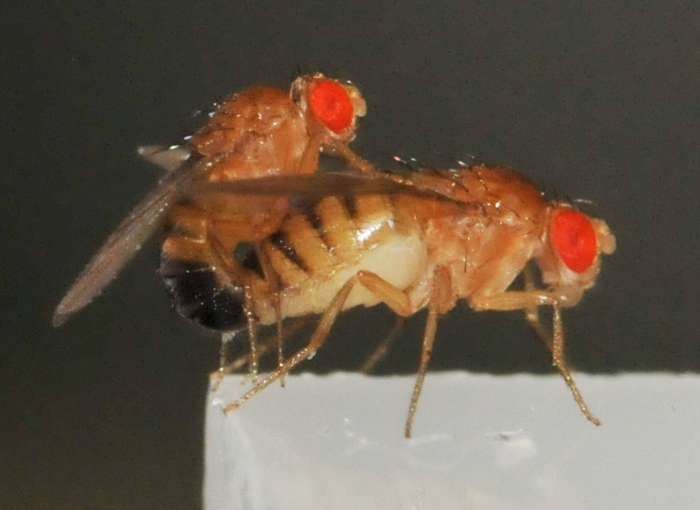 События происходящие после спаривания мушек дрозофил