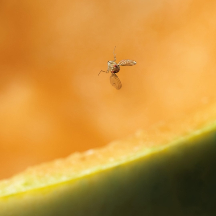 Плодовая мушка