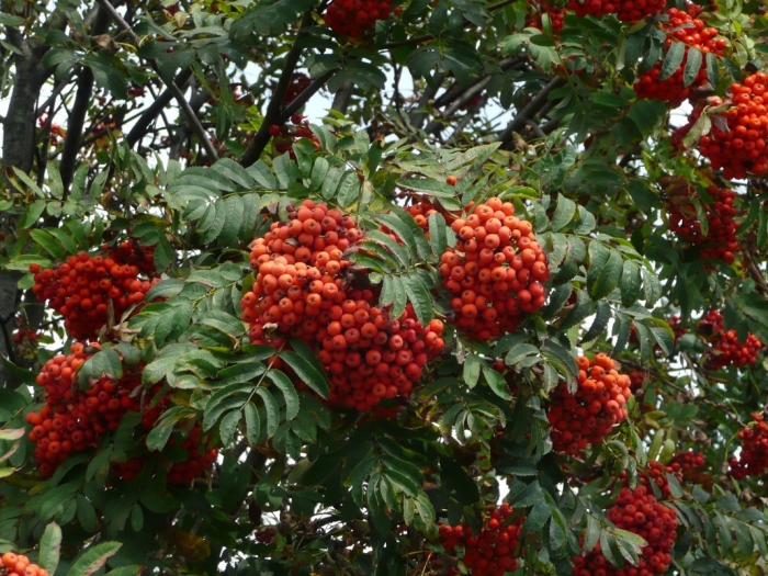 Рябина греческая (sorbus graeca)