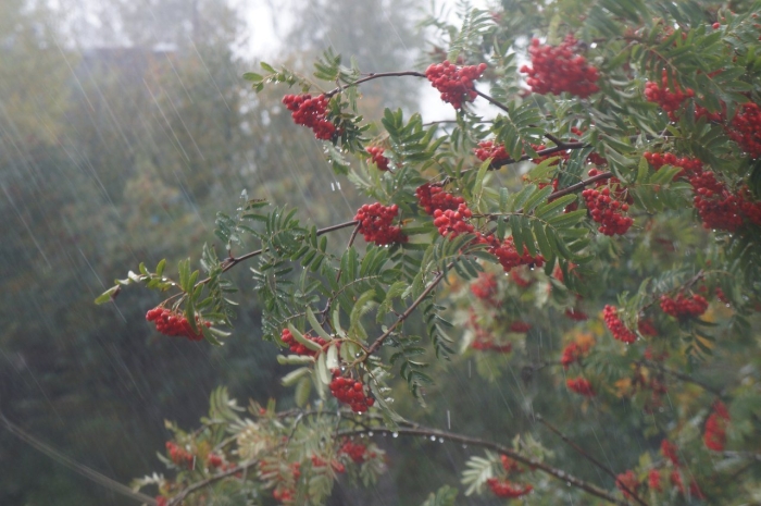 Рябина обыкновенная кустовая