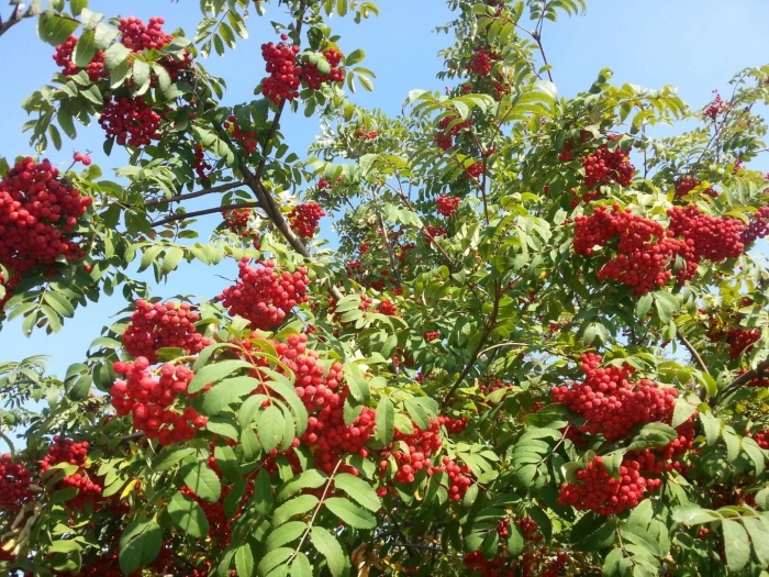 Рябина летом