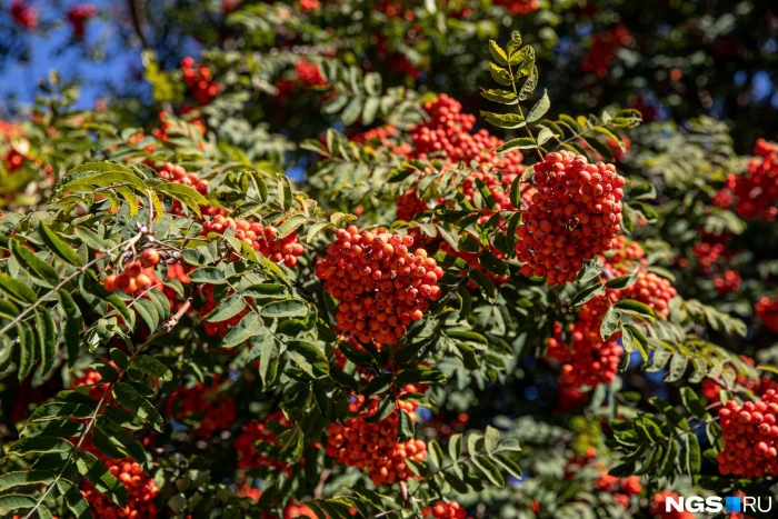 Рябина обыкновенная сорбинка