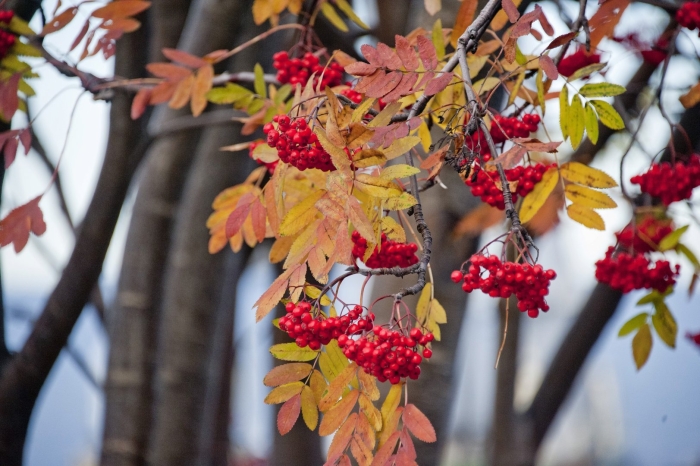 Рябина осенью дерево