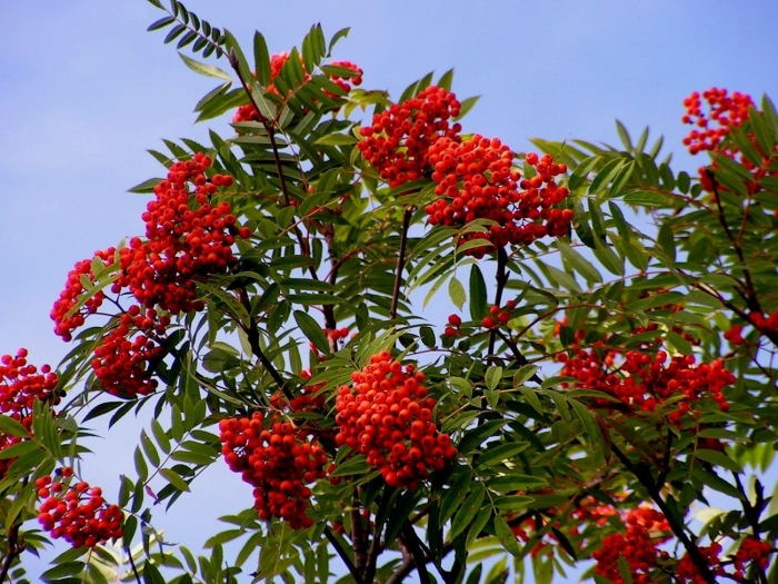 Рябина обыкновенная sorbus aucuparia