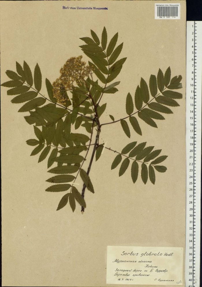 Рябина обыкновенная гербарий