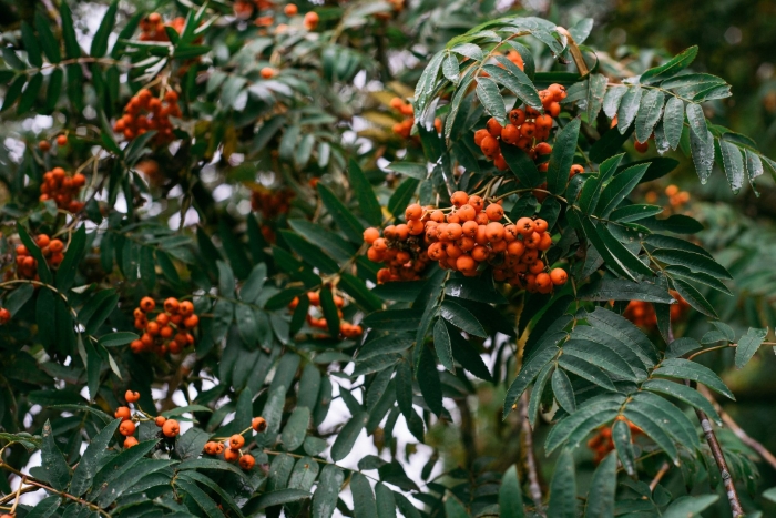 Рябина бузинолистная