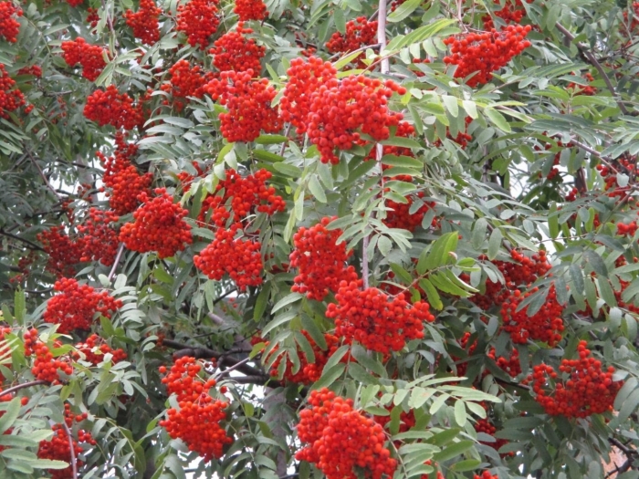 Дерево рябина