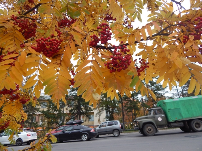 Канадская рябина