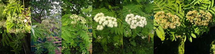 Рябина бузинолистная цветение