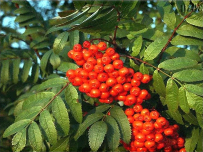 Рябина обыкновенная