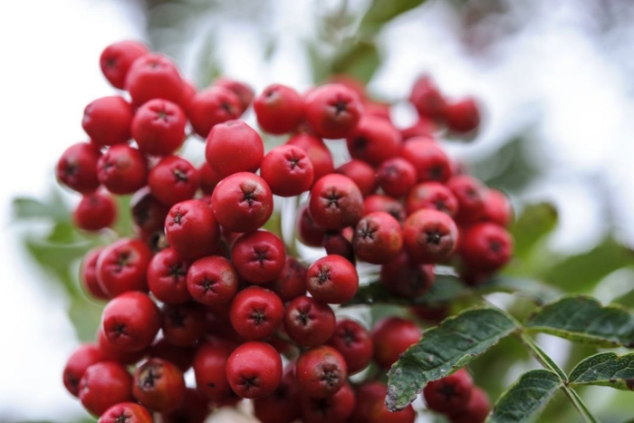 Обыкновенная рябина