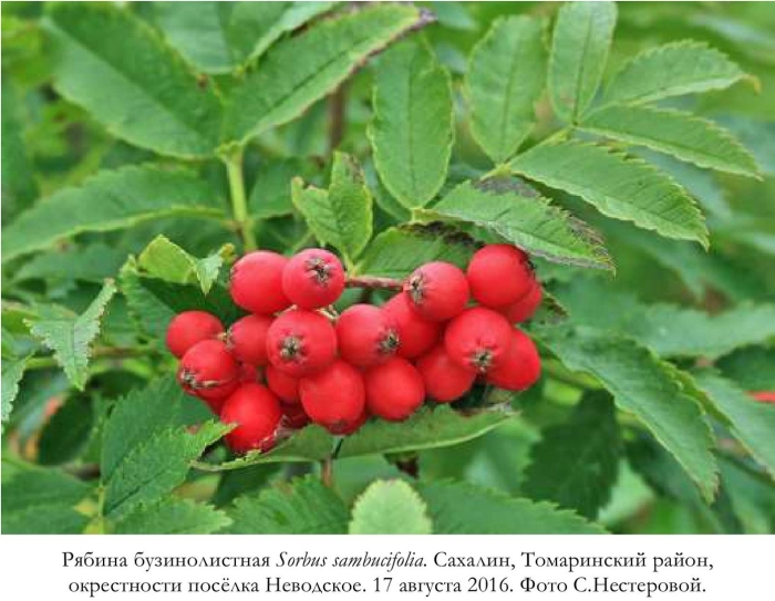 Рябина бузинолистная