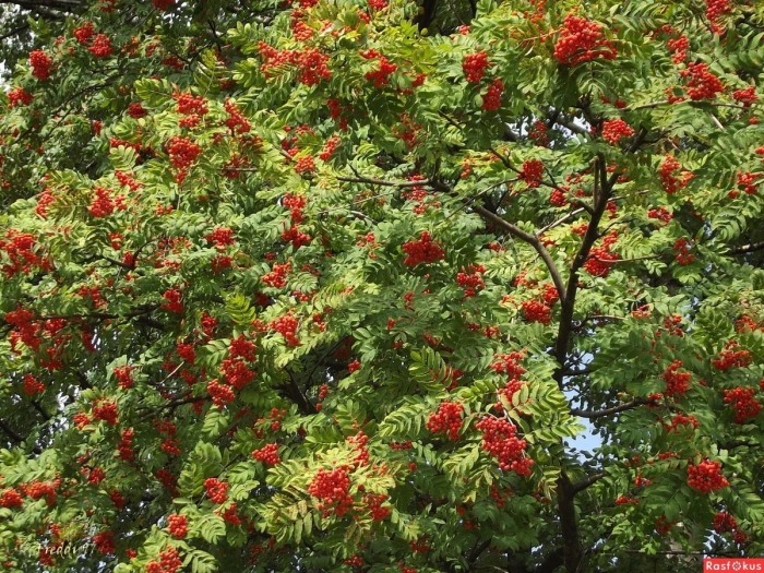 Рябина дерево