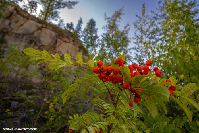 Камчатская рябина кустарниковая