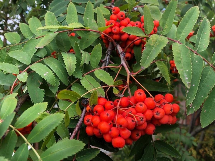 Рябина обыкновенная sorbus aucuparia