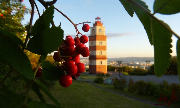 Рябиновая аллея мурманск