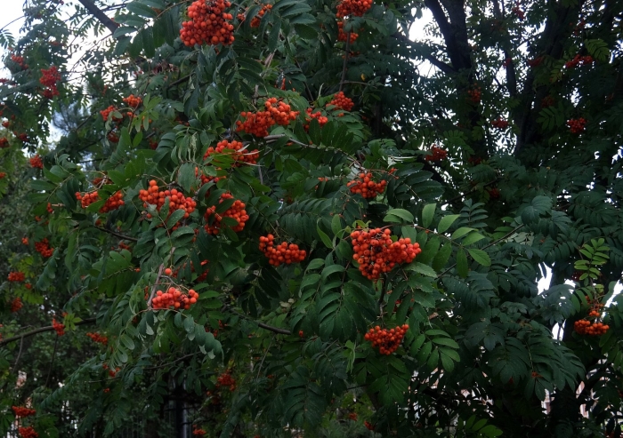 Рябина обыкновенная гранатная