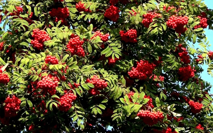 Рябина обыкновенная сорбинка