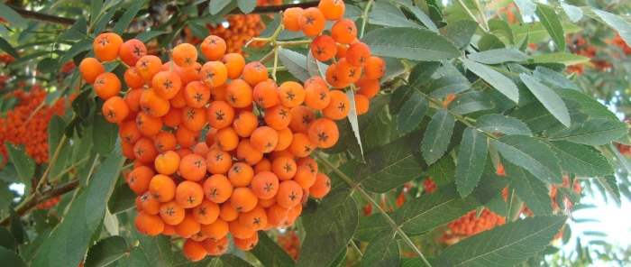 Рябина оранжевая