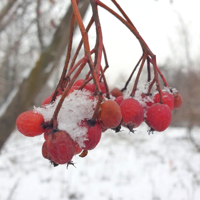 Зимняя рябина