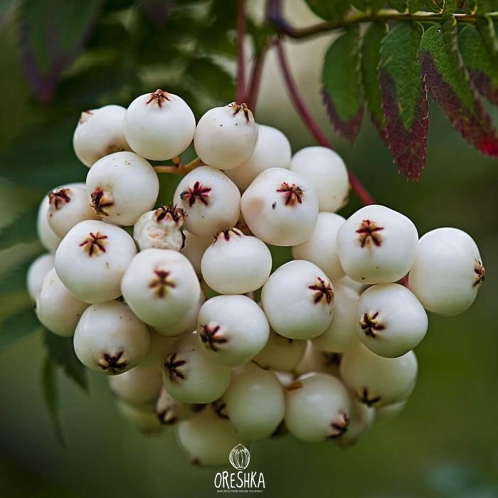 Рябина кашмирская sorbus cashmiriana