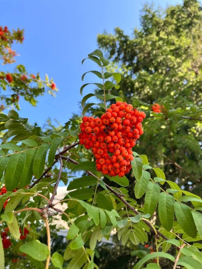 Рябина обыкновенная