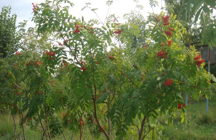 Sorbus gorodkovii