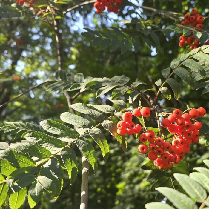 Рябина обыкновенная  россика майор