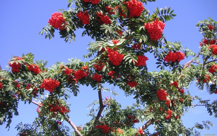 Рябина невежинская дерево